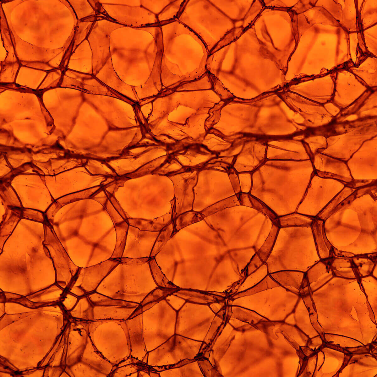 Burned Orange