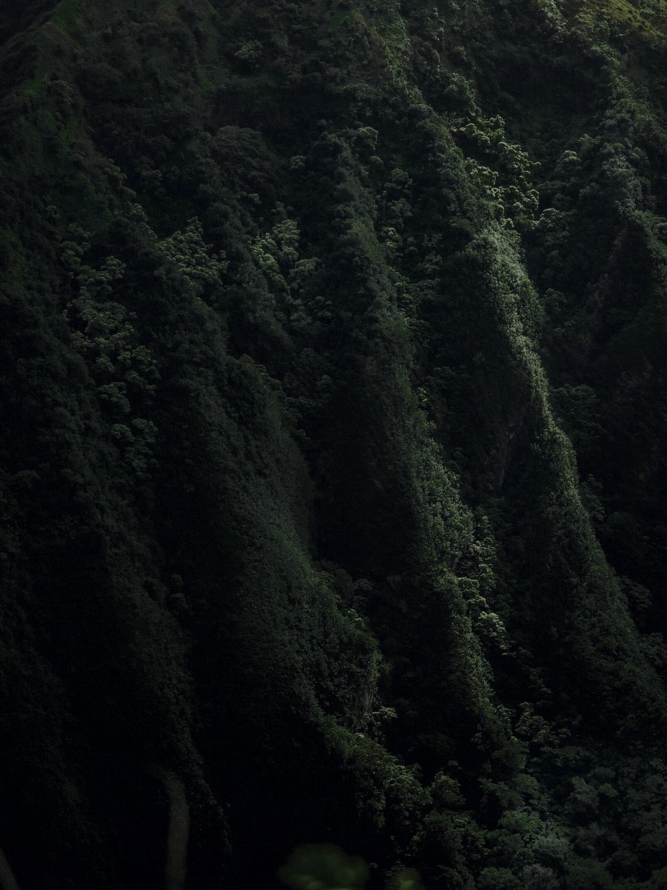 Midnight Forest