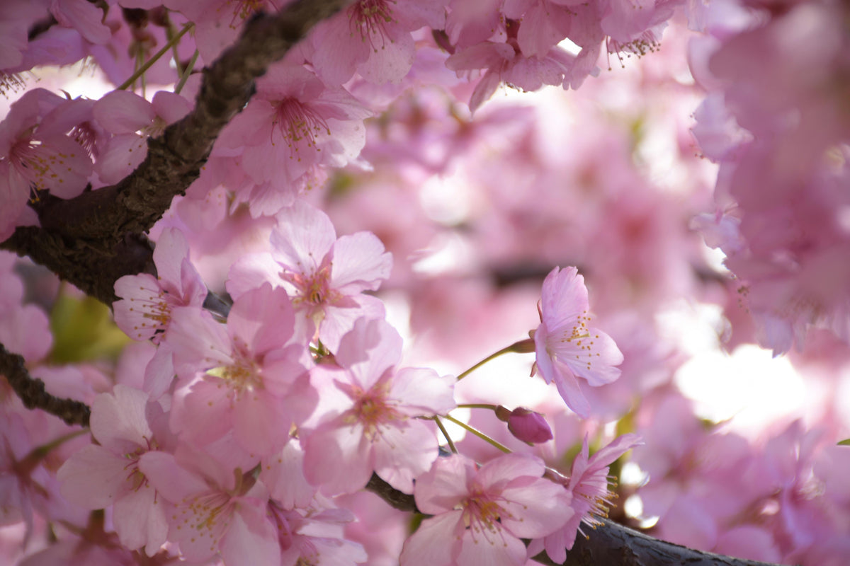 Cherry Blossom