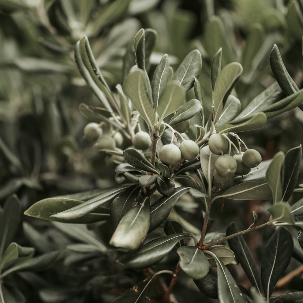 Dusty Olive