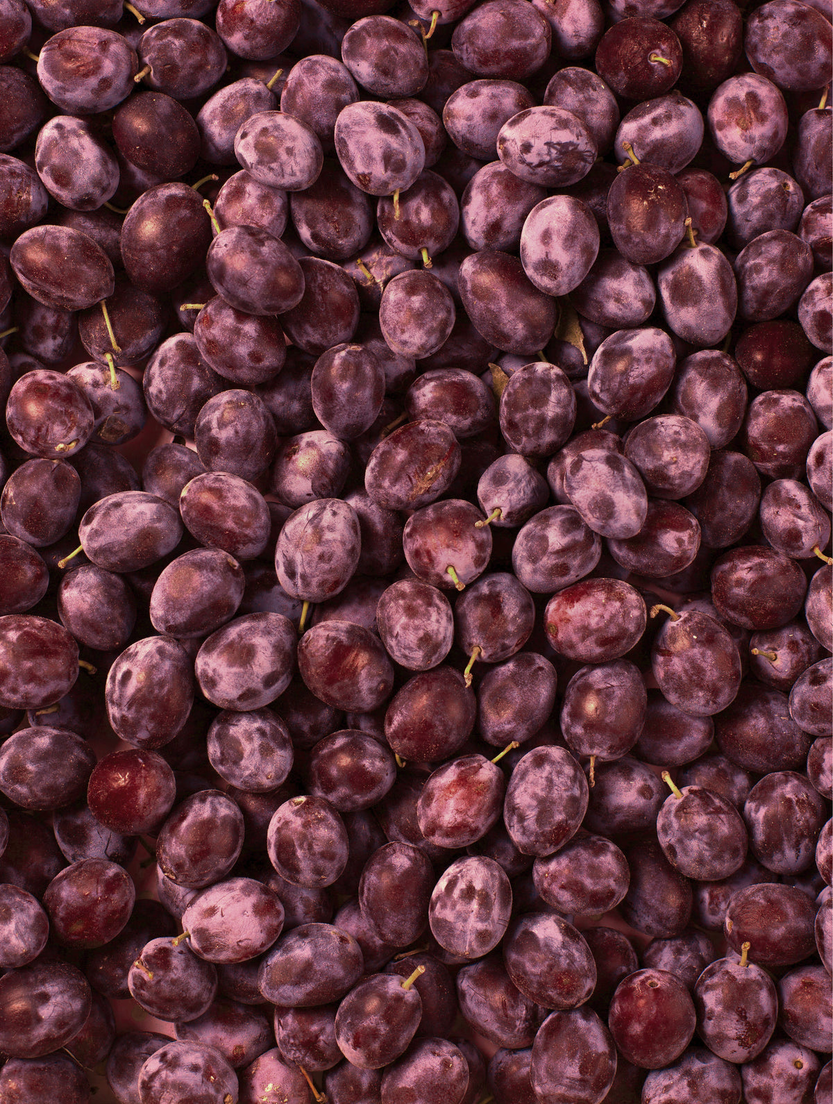 Dusty Plum