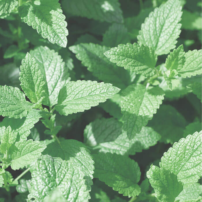 Faded Mint